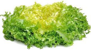 andijvie krul 8 stuks